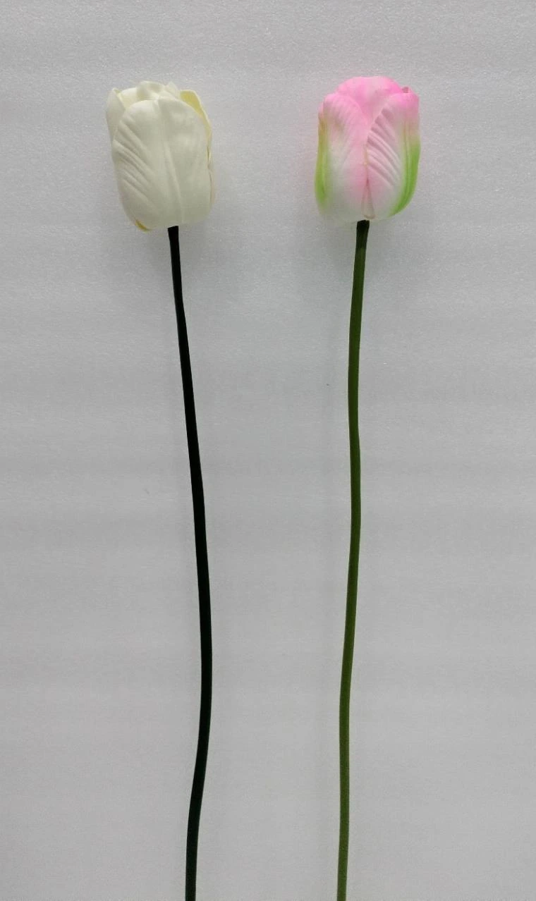 EVA TULIP